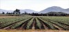 MERIT.....Ina Pryor